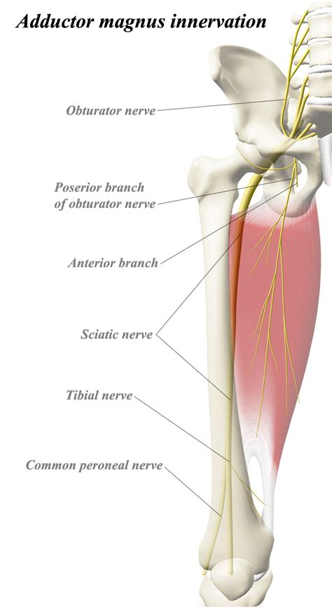 Adductor magnus - Anatomy - Orthobullets