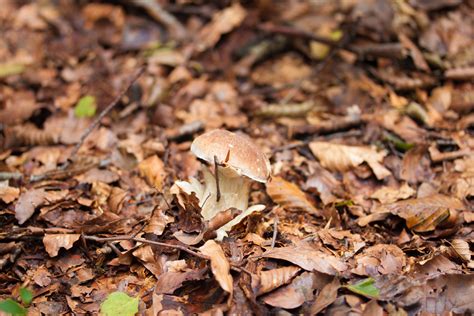 A Surefire Guide On How To Identify And Pick Porcini King Bolete Ceps