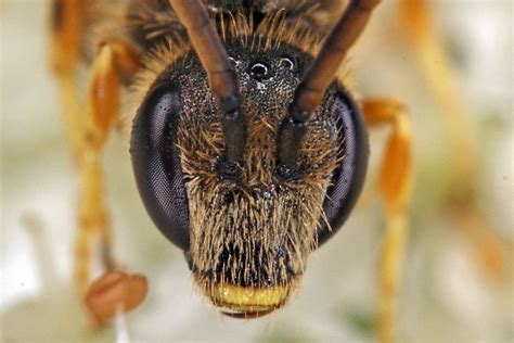 Halictus Seladonia tumulorum Gewöhnliche Goldfurchenbiene Schmal