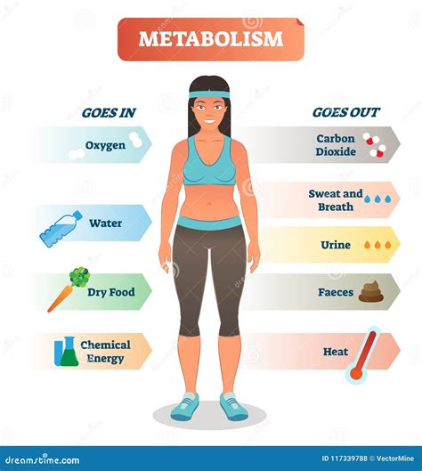 Diagrama Del Ejemplo Del Vector Del Concepto Del Metabolismo Ciclo