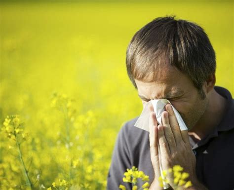 Allergic Rhinitis Allergies Or Hay Fever Sinushealth