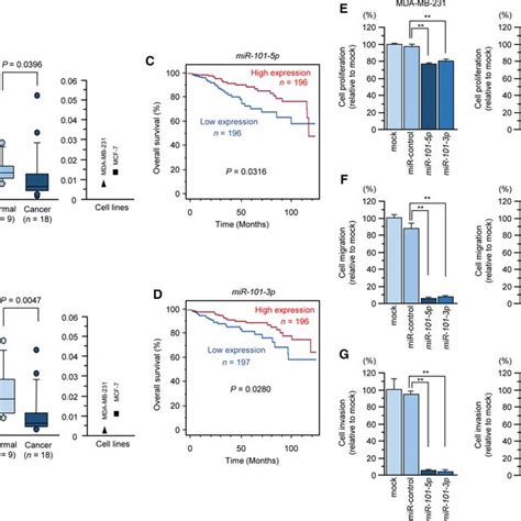 Expression And Significance Of GINS1 In BrCa Clinical Specimens A