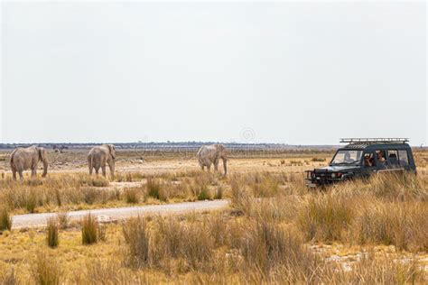 Elephant Herd Encounter on Safari in Africa Editorial Image - Image of ...