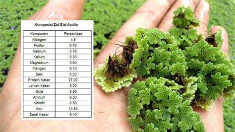 MENGENAL AZOLLA MICROPHILLA Pakan Alternatif Ternak YouTube