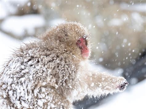 Premium Photo | Japanese snow monkey