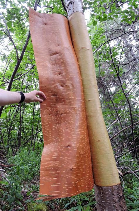 Elfshot Harvesting Birch Bark Birch Bark Birch Woodworking