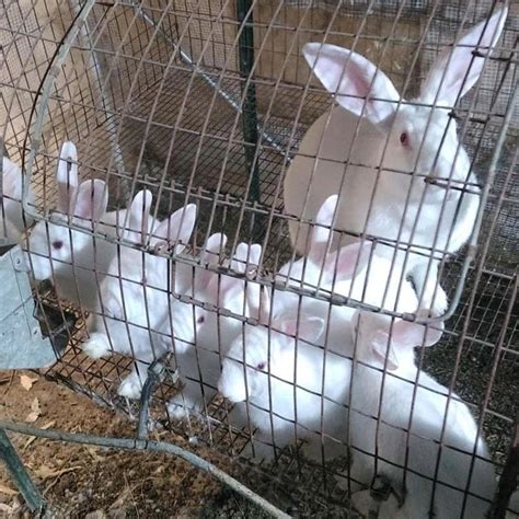 Tamuk Rabbits Of California New Zealand Whites Rabbits Rabbits Tamuk