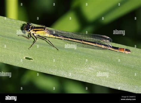 Female Blue Tailed Damselfly Stock Photo Alamy