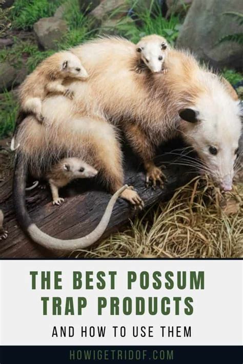 Best Possum Trap Products and How To Use Them - How I Get Rid Of