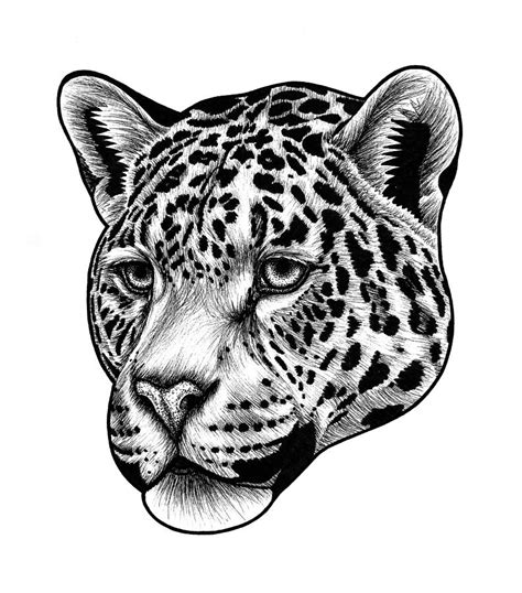 Jaguar Cat Drawing