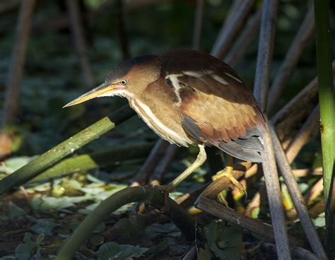 Least Bittern - Owen Deutsch Photography