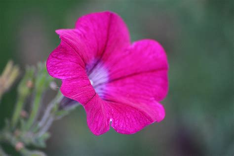 Flower Susanne Nilsson Flickr