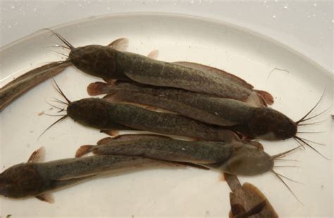 Conservation Urged To Save Native Catfish SEAFDEC AQD