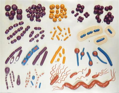 Bacterial Shapes Arrangements Structures Diagram Quizlet