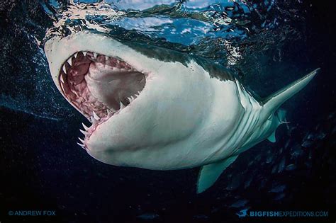 Great white shark cage diving | Big Fish Expeditions