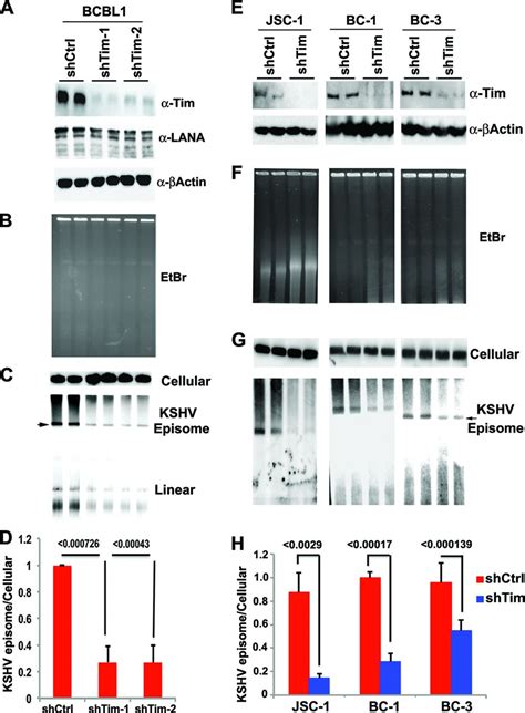 Timeless Dependent Dna Replication Coupled Recombination Promotes