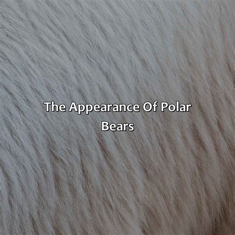 What Color Is Polar Bear Skin - colorscombo.com