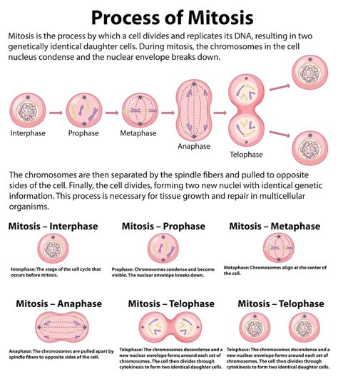 Premium Vector Process Of Mitosis Phases With Explanations