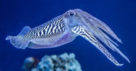 Cuttlefish - A-Z Animals