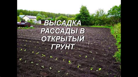 ВЫСАДКА РАССАДЫ В ОТКРЫТЫЙ ГРУНТ - YouTube