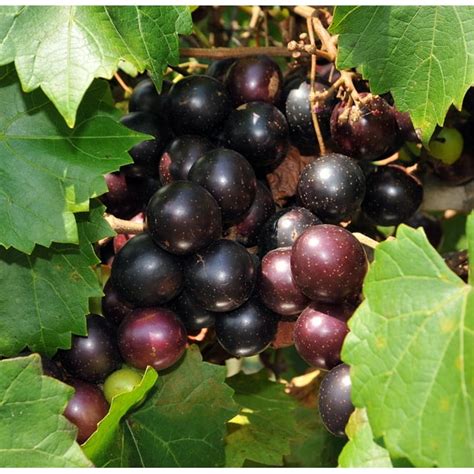 Hirts Southern Jewel Muscadine Grape Plant Self Fertile Variety