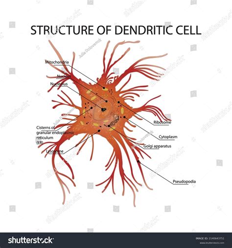 Structure Of Dendritic Cell Anatomyof Dendritic Royalty Free Stock