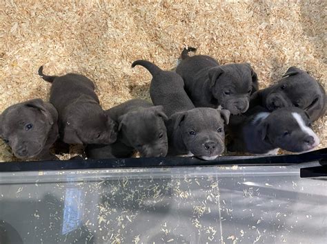 American staff puppies for sale – Pitpedia