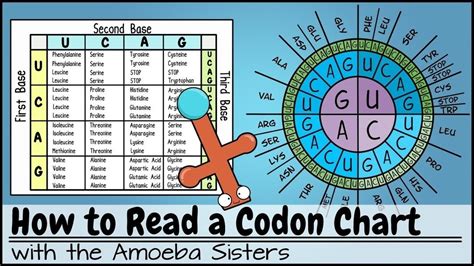 How To Read A Codon Chart Amoeba Sisters Answer Key | Images and Photos ...