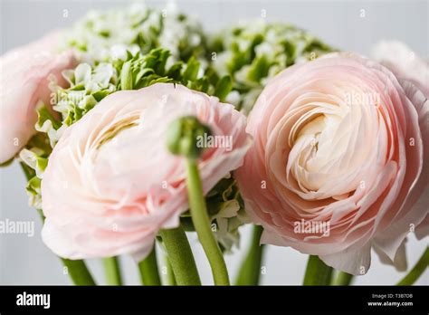 Blumenstrau Aus Sch Nen Frischen Rosa Ranunkeln Blumen Wei En