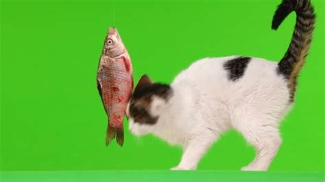 White Cat Playing Fish Fishing Green Screen — Stock Video © bazil #246659824