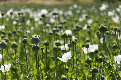 Close Up Shot of Opium Poppies in the Field Stock Photo - Image of ...