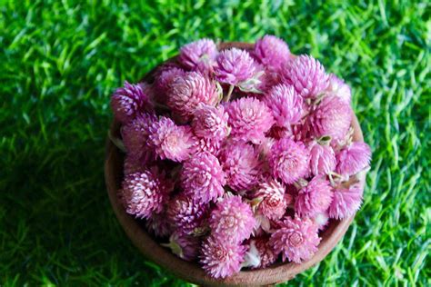 Buy Dried Rose Pink Gomphrena heads - BloomyBliss