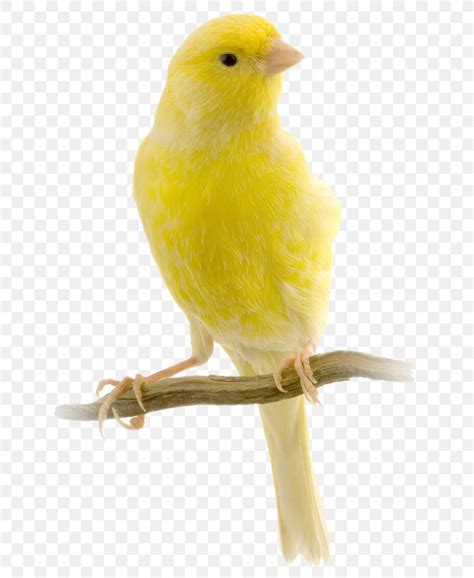 Red Factor Canary Harz Roller Bird Yellow Canary Finch, PNG, 692x1000px ...