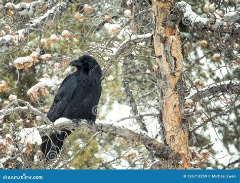 Raven Resting in Tree stock image. Image of back, tree - 126713259