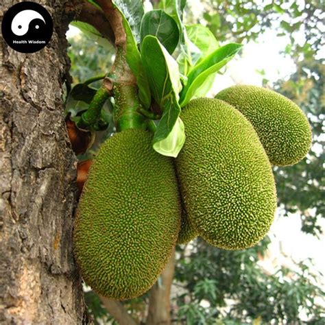 Buy Jackfruit Tree Seeds 12pcs Plant Pineapple Tree For Sweet Fruit