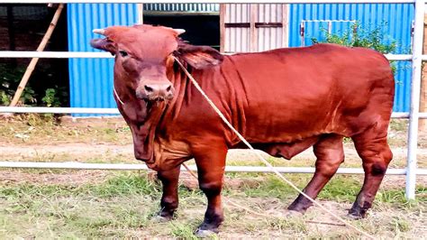 F1 Red Brahman Cow Taz Cattle Ranch YouTube