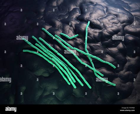 Bacillus Cereus Hi Res Stock Photography And Images Alamy