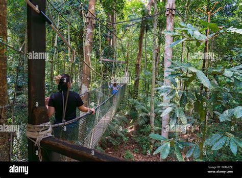 Pahang Malaysia May Tourists Enjoying Canopy Walkway In