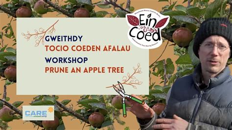 How to prune an apple or pear tree / Sut i docio coeden afal neu gellyg, Opposite LTR coaching ...