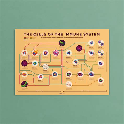 Immune Cells Infographic Poster – Carefully Researched – the kurzgesagt ...