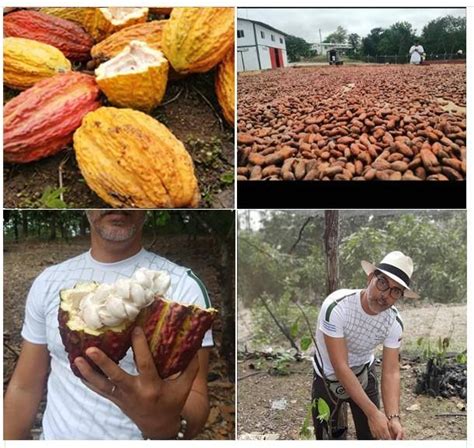 Ecuador Adventures Ruta Del Cacao Sabías Que Existen Otras Curiosidades Interesantes Detrás De