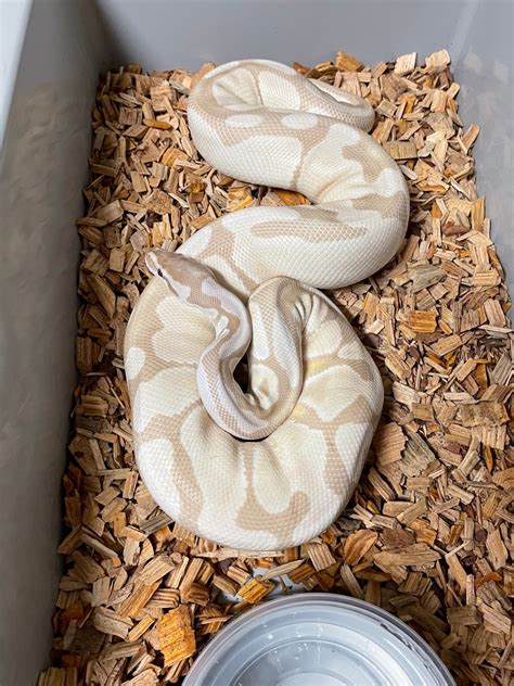 Lavender Albino Vpi Axanthic Lavender Snow Ball Python By The Florida