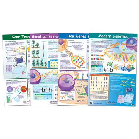 Genetics And Heredity Poster Set Of 4 Laminated 23x35