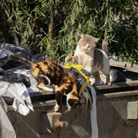 Gatos Callejeros Pelean Por La Comida En Un Basurero Foto De Archivo