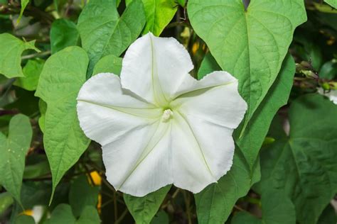 How to Plant Moonflower? (Complete Growing & Care Tips)