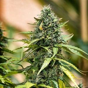 Buy Royal Gorilla Auto Cannabis Seeds Royal Queen Seeds Usa