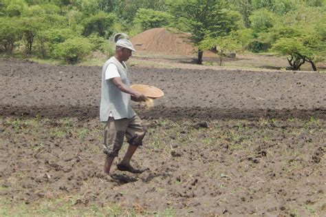 Adjusting Crop Sowing Dates Waterproductivity