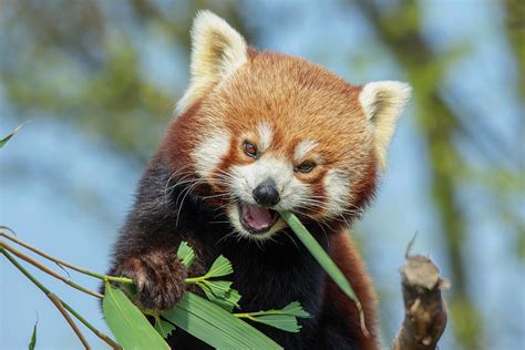 Smiling Red Panda Photograph by Fiona Etkin | Pixels