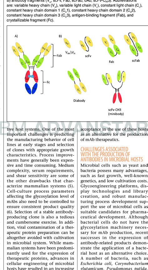 structure   antibody   fragments  antibody igg class