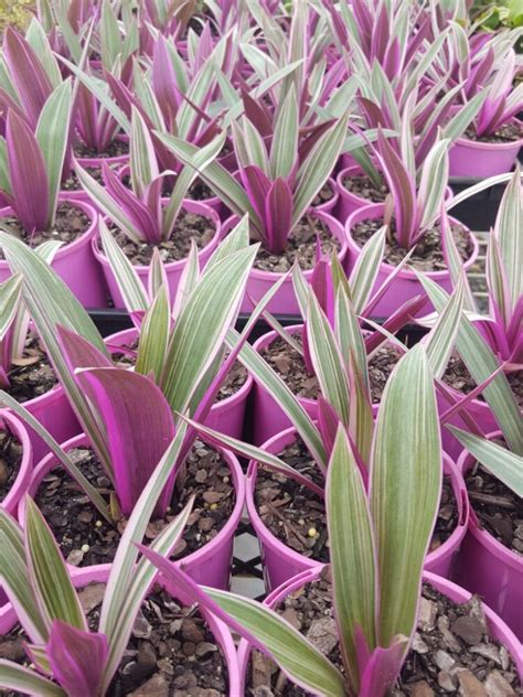 Rhoeo Stripe Me Pink Flowers And Foliage Colour